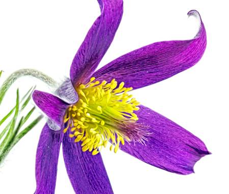 Pasque (Pulsatilla)