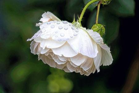 Peony