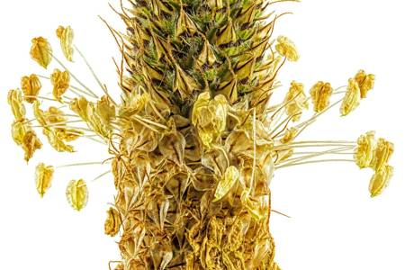 Plantain