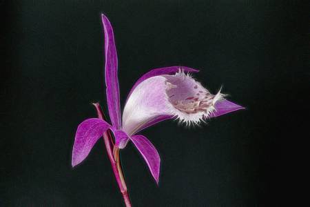 Pleione
