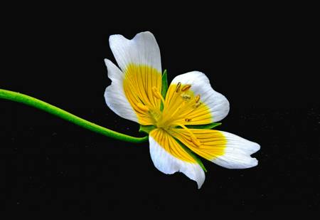 Poached Egg Plant