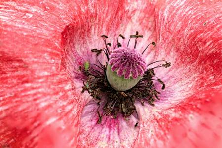 Poppy