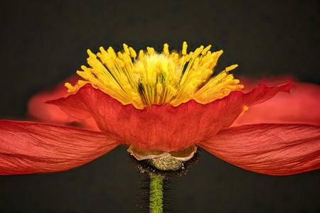 Poppy