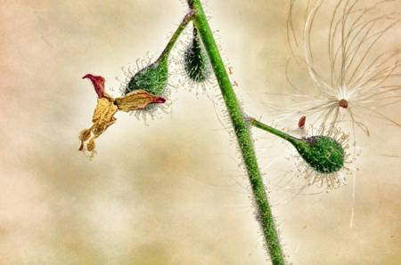 Seed Heads