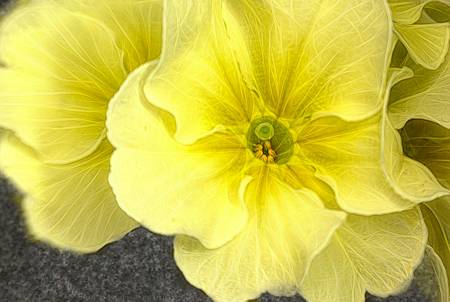 Primrose