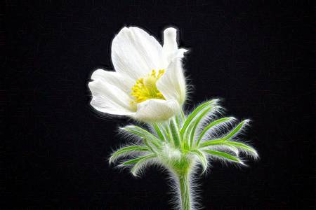 Pulsatilla (Pasque)