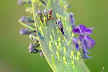 Purple Toadflax 