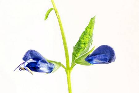 Salvia