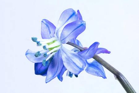Scilla