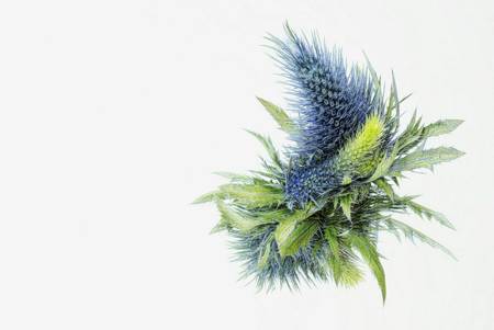 Sea Holly