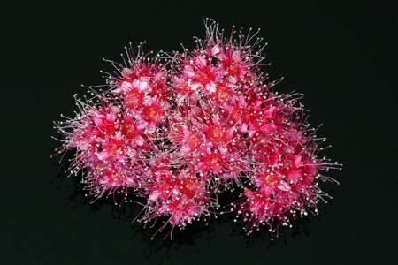 Spirea
