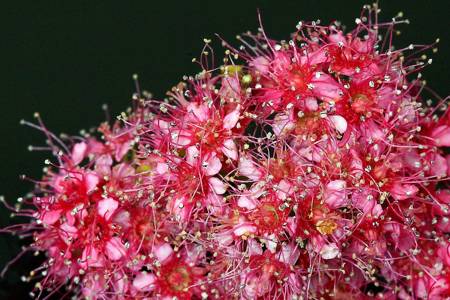 Spirea