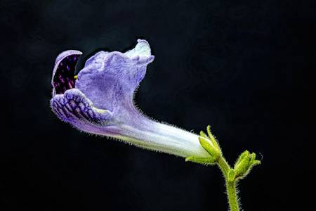 Streptocarpus