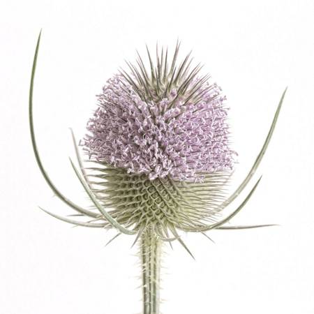 Teasel