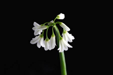 Three-cornered Garlic (Allium Triquetrum)
