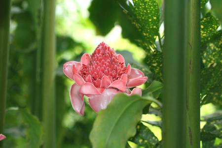 Torch Ginger (Etlingera Eliator)