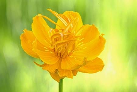 Trollius (Asian Globeflower)