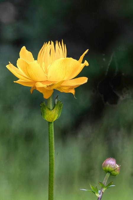 Trollius Chinensis Chinese Globeflower