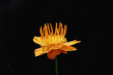 Trollius Chinensis (Chinese Globeflower)e 