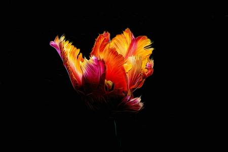 Tulip