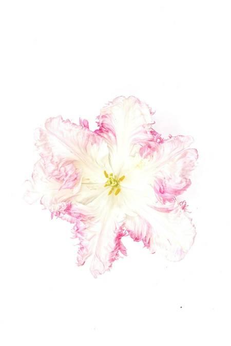 Tulip
