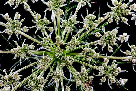 Wild Carrot