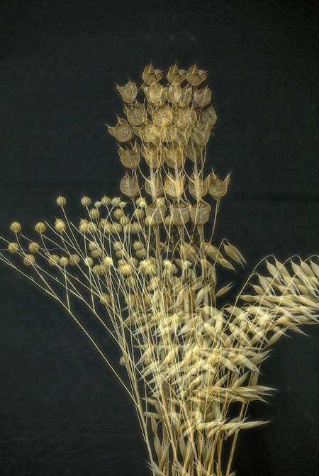 Dried seedheads