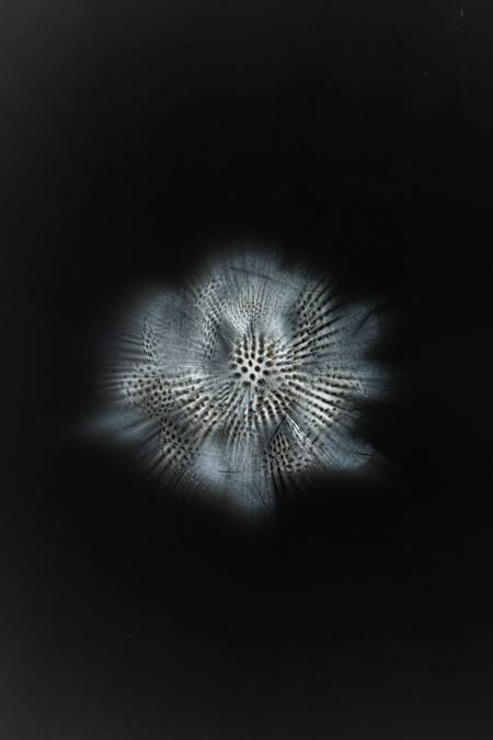 Feathers