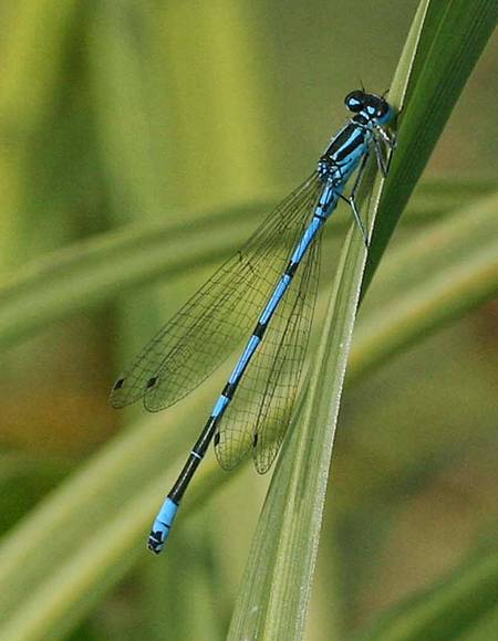 Azure damselfly