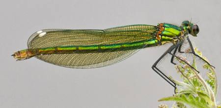 Banded Demoiselle damselfly