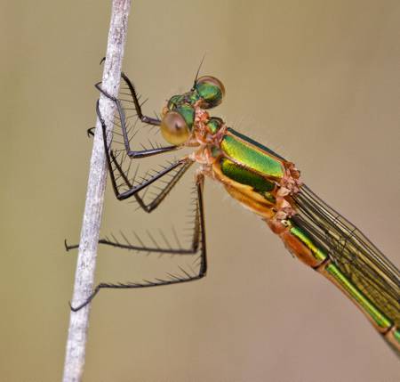 Banded Demoiselle damselfly