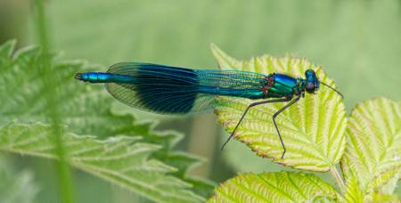 Banded Demoiselle damselfly