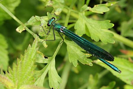 Beautiful Demoiselle damselfly