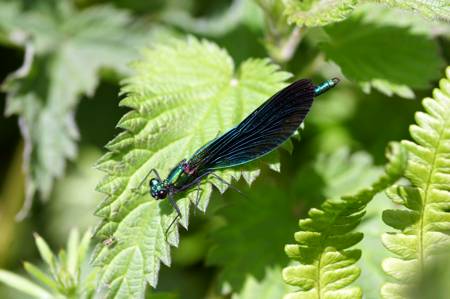 Beautiful Demoiselle damselfly