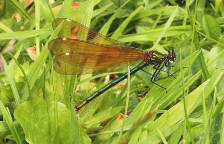 Beautiful Demoiselle damselfly
