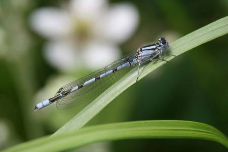 Common Blue Damselfly