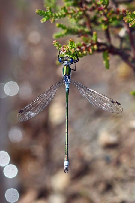 Common Emerald damselfly