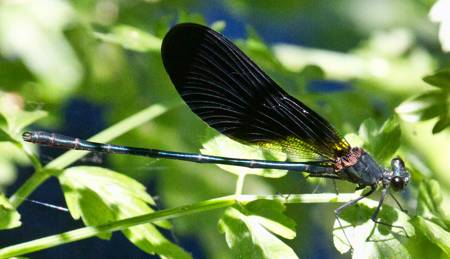 Copper Demoiselle damselfly