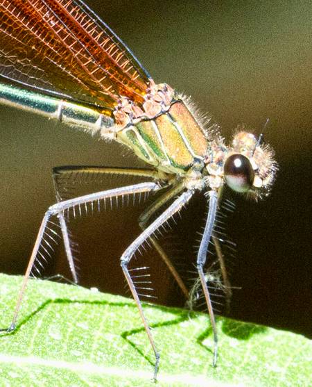 Copper Demoiselle damselfly