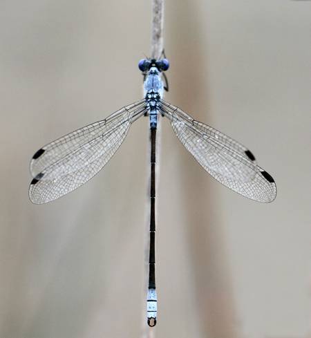 Dark Spread Wing damselfly 