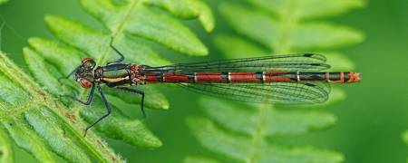 Large Red damselfly