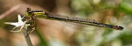 Migrant Spread Wing damselfly