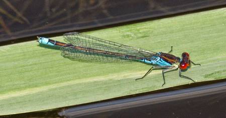 Small Red-eyed damselfly