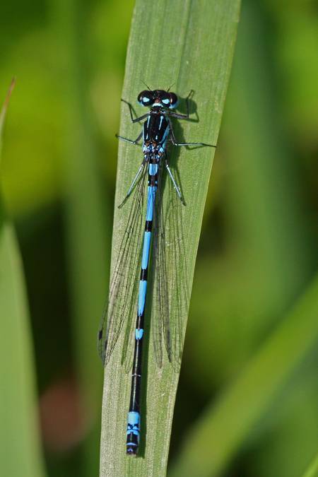 Variable damselfly