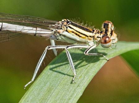 Variable damselfly