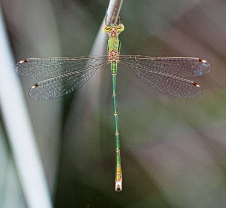 Western Willow Spread Wing