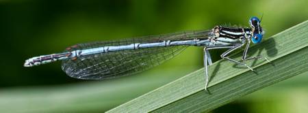 White-legged damselfly
