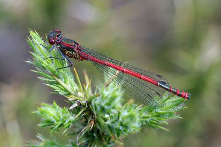 Large Red Damselfly