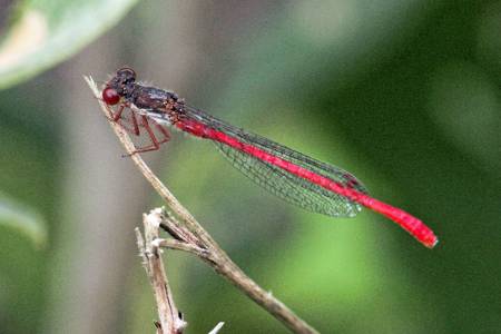Small Red damselfly