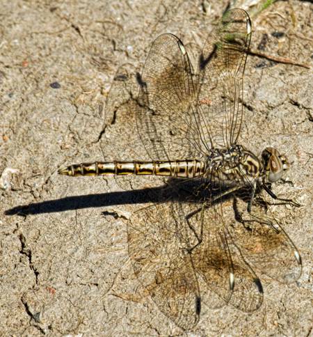 Banded Groundling dragonfly